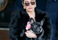 Los tratamientos de belleza del perro de Lady Gaga