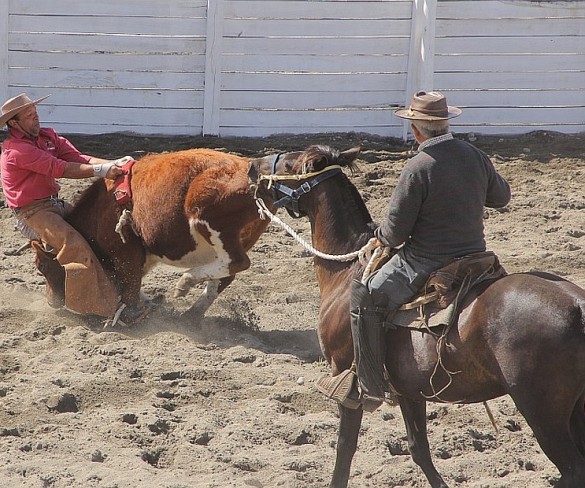 Jinetes mostrarán su pericia en campeonato de domaduras en Curaco de Vélez