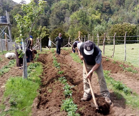 Prevención de tizón con productos orgánicos.  en Chonchi